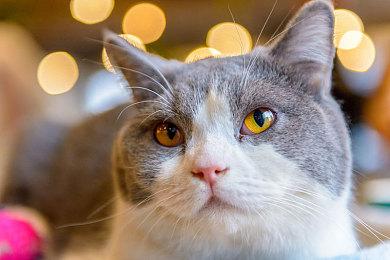 韩国校园恐怖游戏《白色情人节》主机版9月8日发售